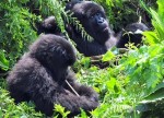 rwanda-gorillas